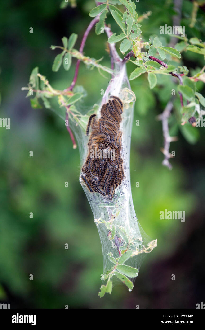 Tent caterpillars in tree nest hi-res stock photography and images - Alamy