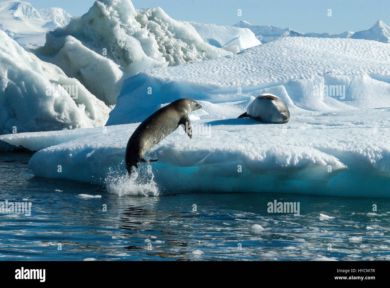 Crabeater seals jump on the ice. Stock Photo