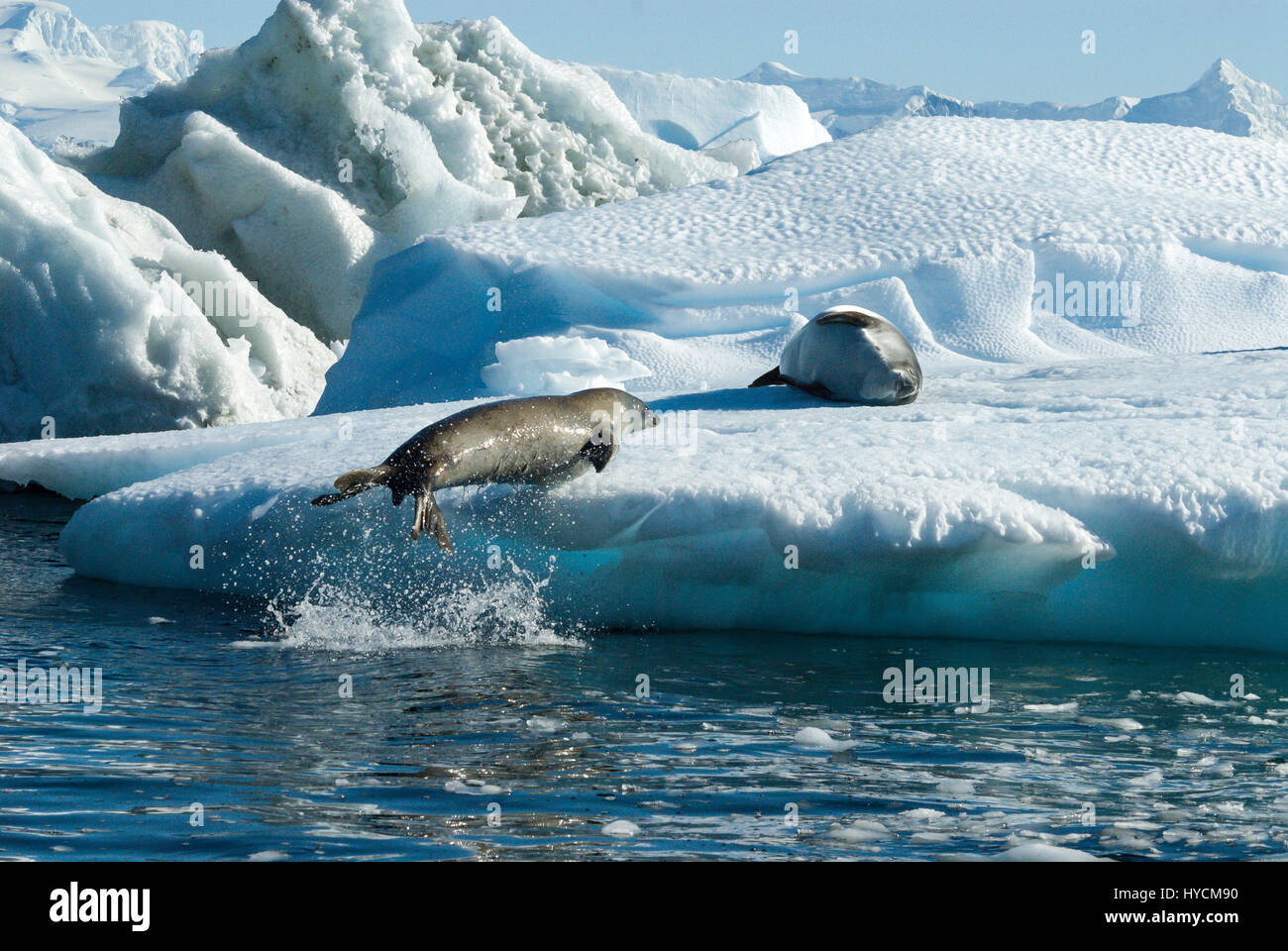 Crabeater seals jump on the ice. Stock Photo
