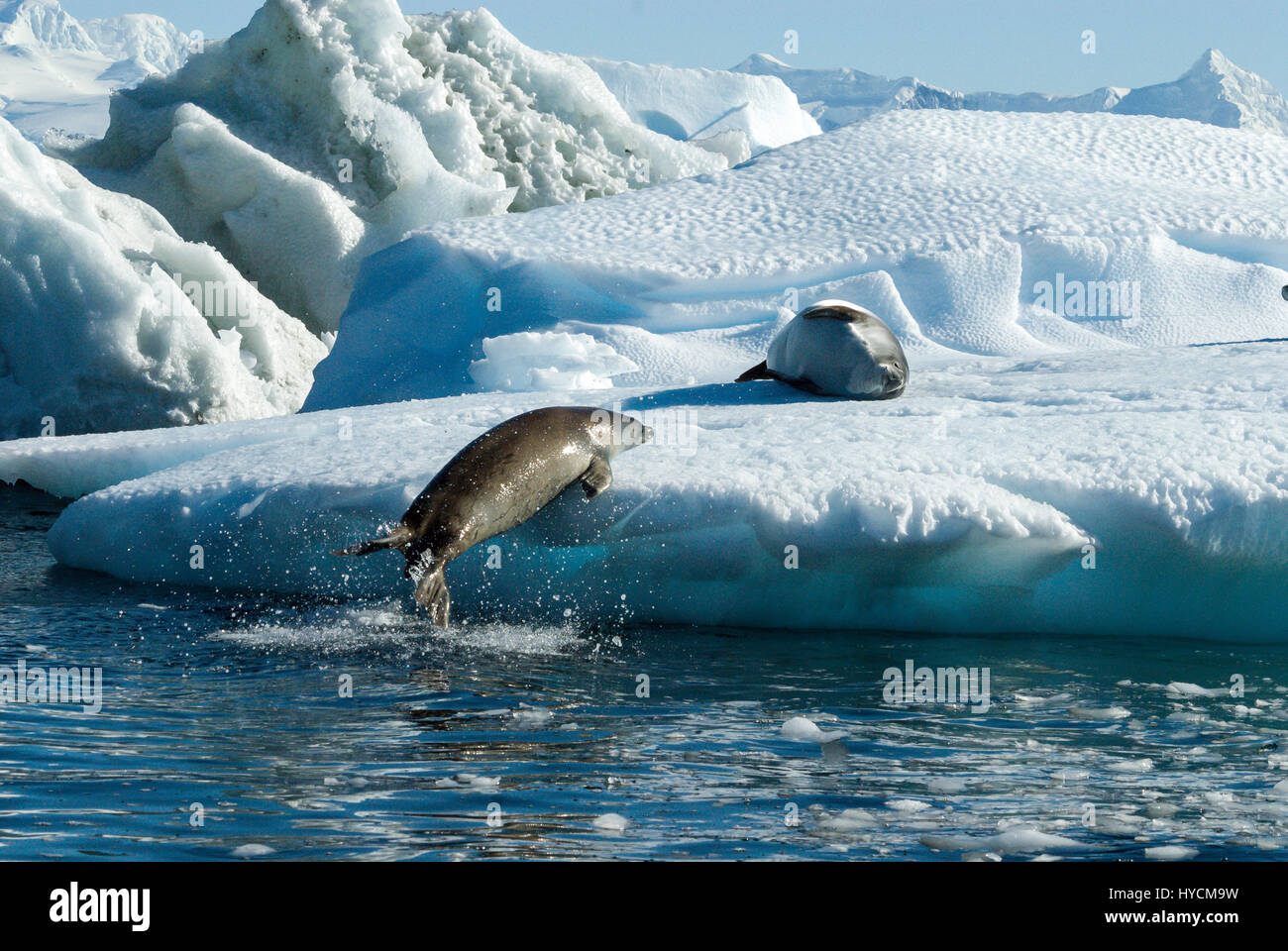 Crabeater seals jump on the ice. Stock Photo