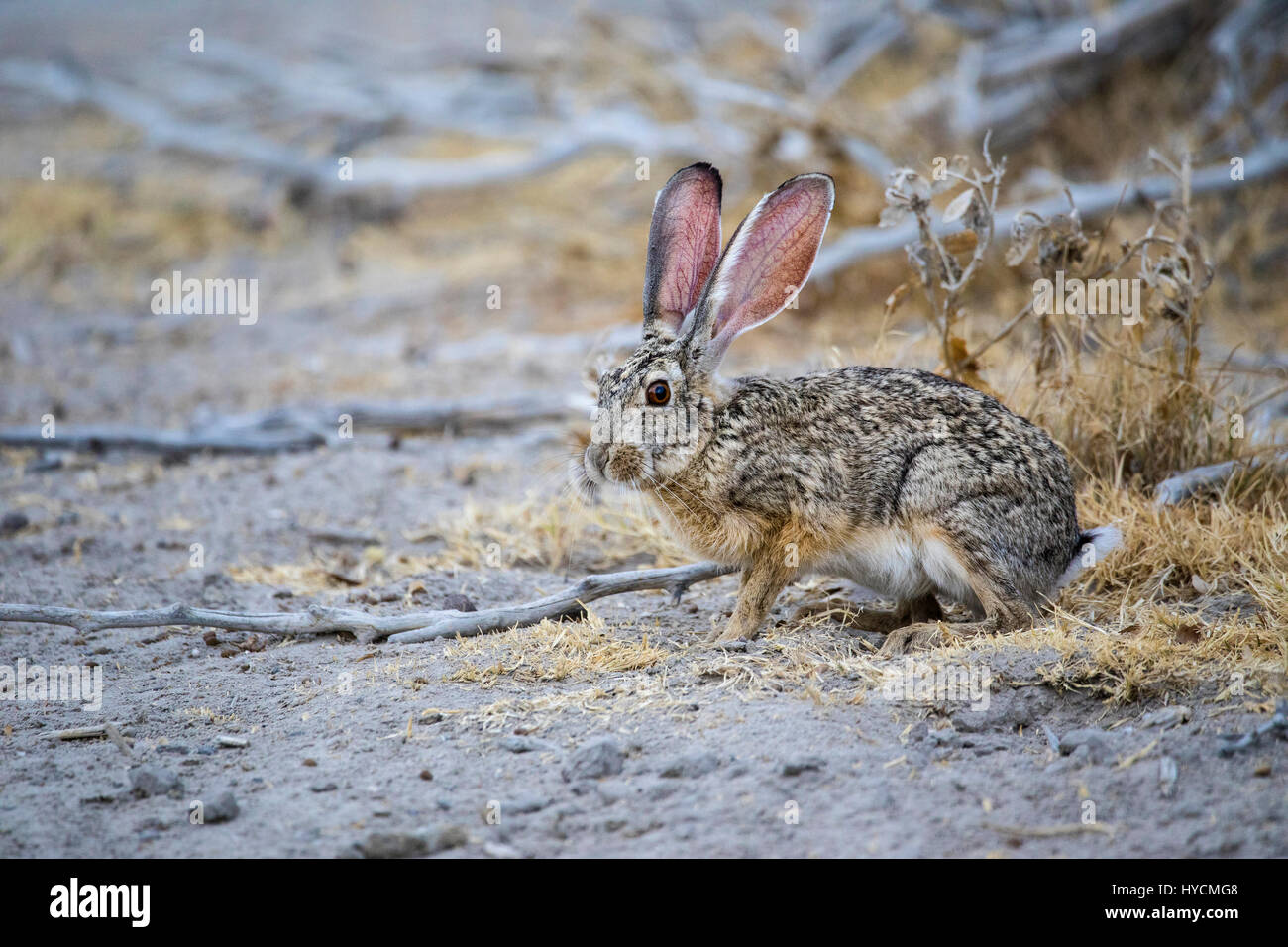Scrub Hare, Lepus saxatilis, Etosha National Park, Namibia, Africa, by Monika Hrdinova/Dembinsky Photo Assoc Stock Photo