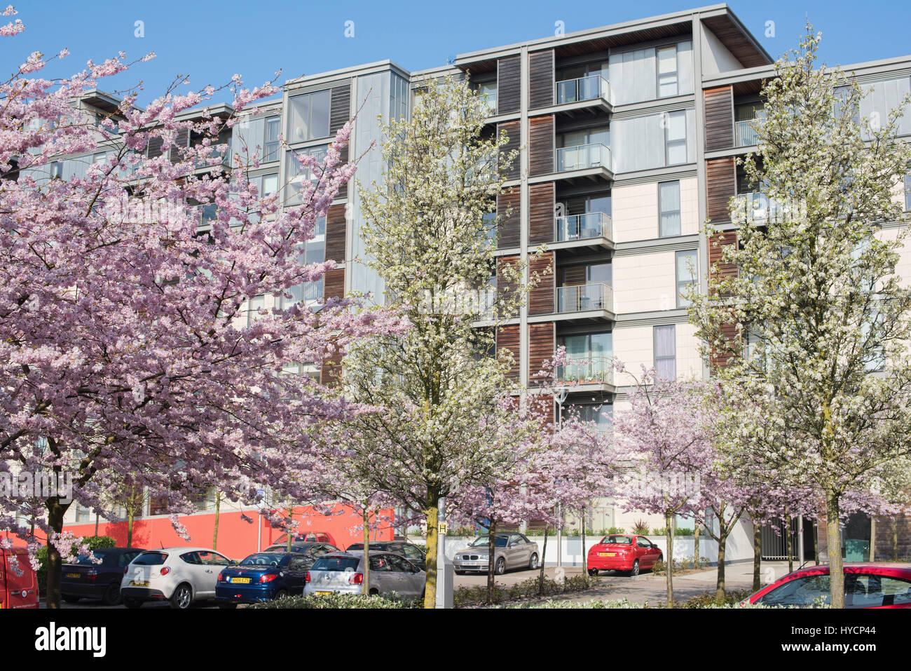 Prunus. Cherry trees in blossom in late march. South Row. Central
