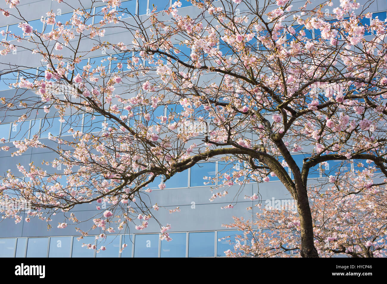 Prunus. Cherry trees in blossom in late march. Central Milton Keynes, Buckinghamshire, England Stock Photo