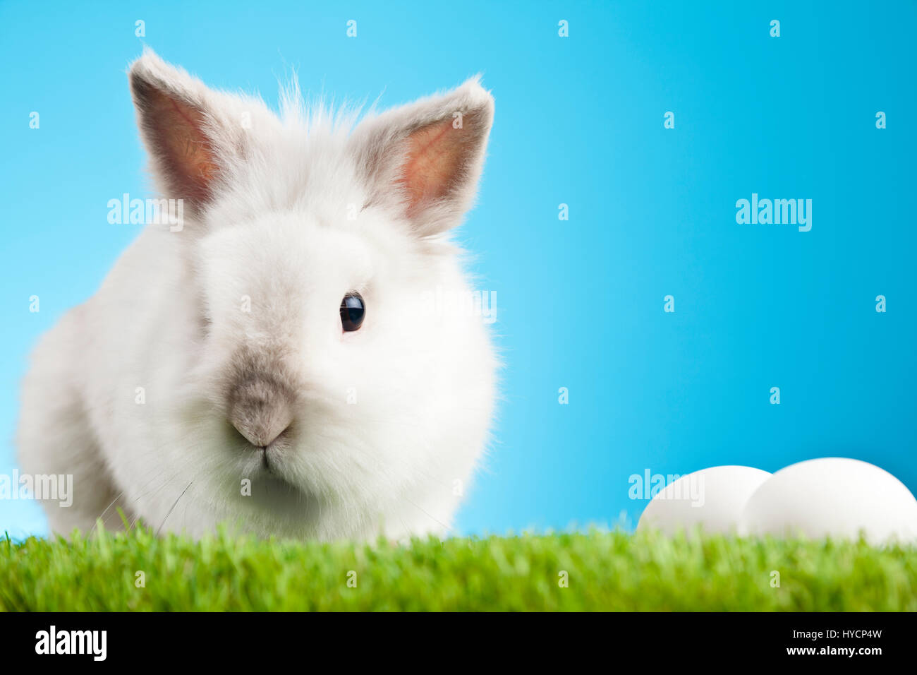 White Easter Bunny sitting in green grass with colored eggs around ...