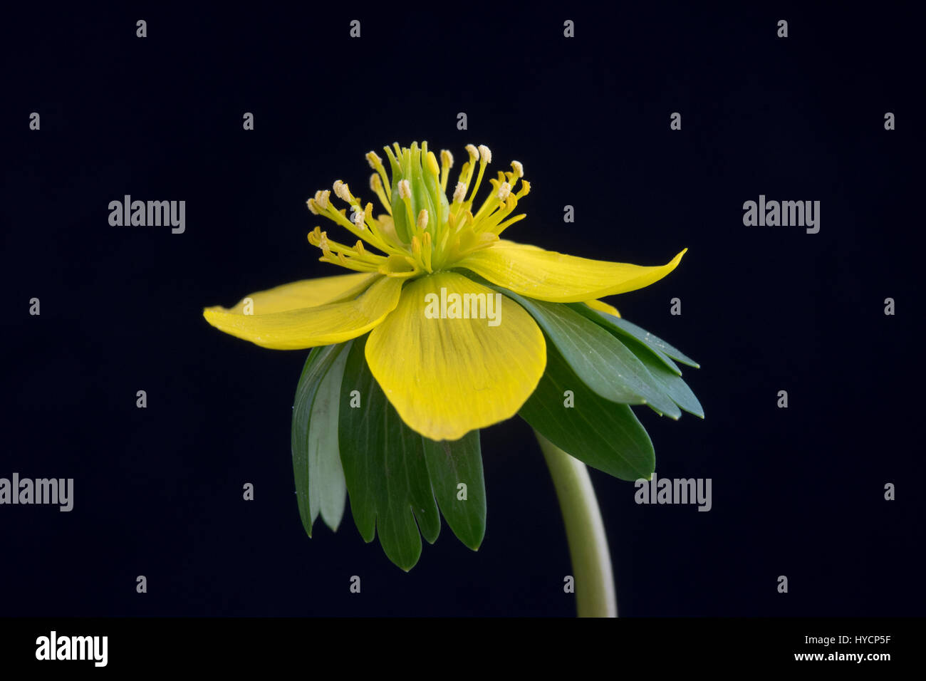 Eranthis hyemalis Stock Photo