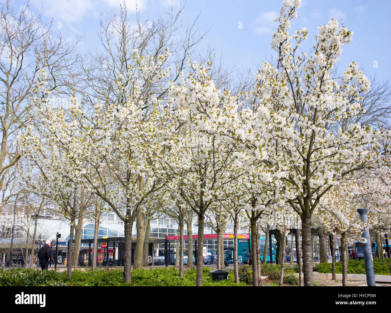 Prunus. Cherry trees in blossom in late march. Central Milton Keynes