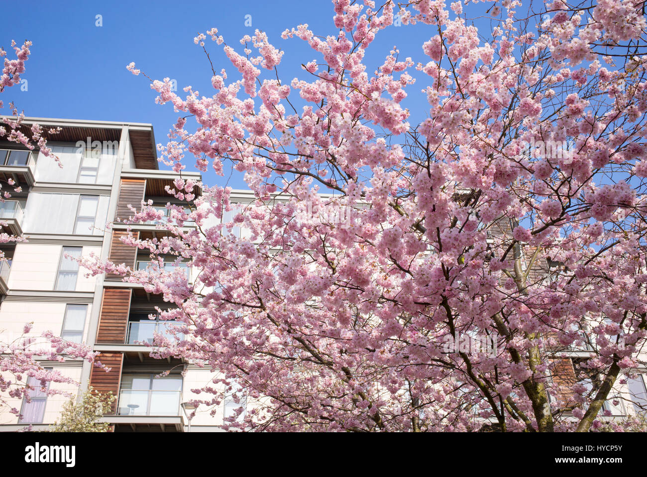 Pink Cherry Blossom Street England Stock Photos Pink Cherry