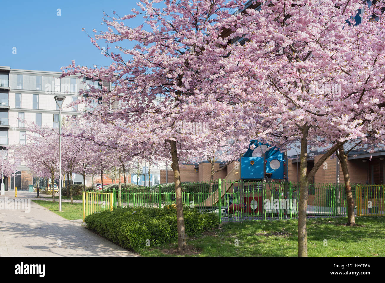 Prunus. Japanese Cherry trees in blossom in late march. Petersfield Green, Milton Keynes, Buckinghamshire, England Stock Photo