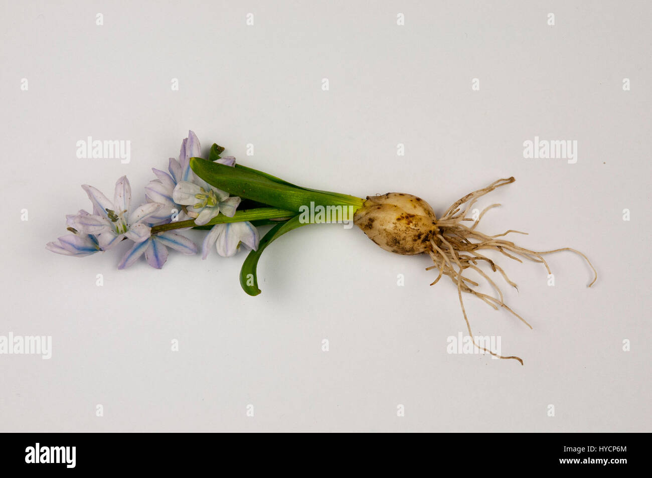 Scilla mischtschenkoana Stock Photo