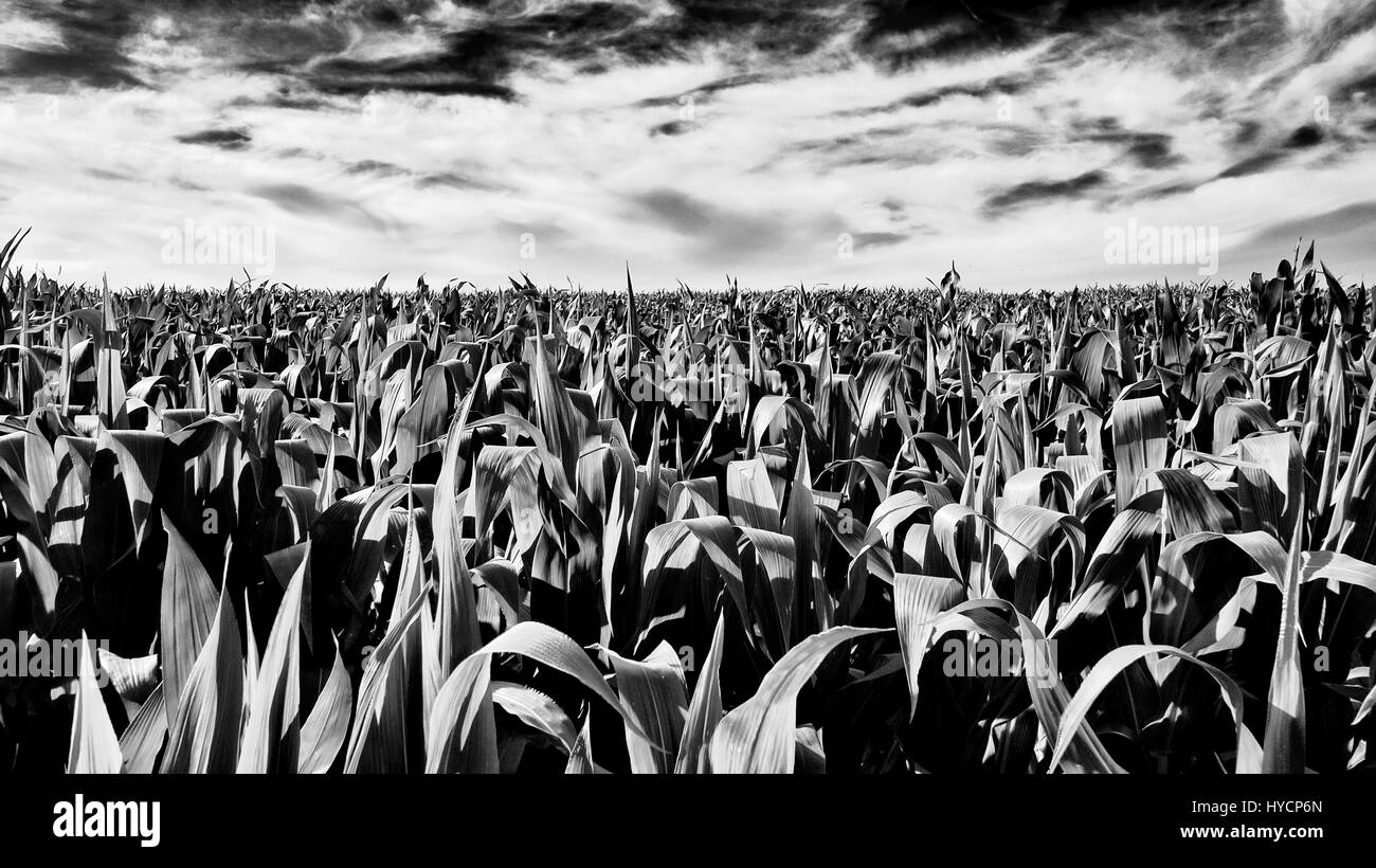 Corn field corn field Black and White Stock Photos & Images - Alamy