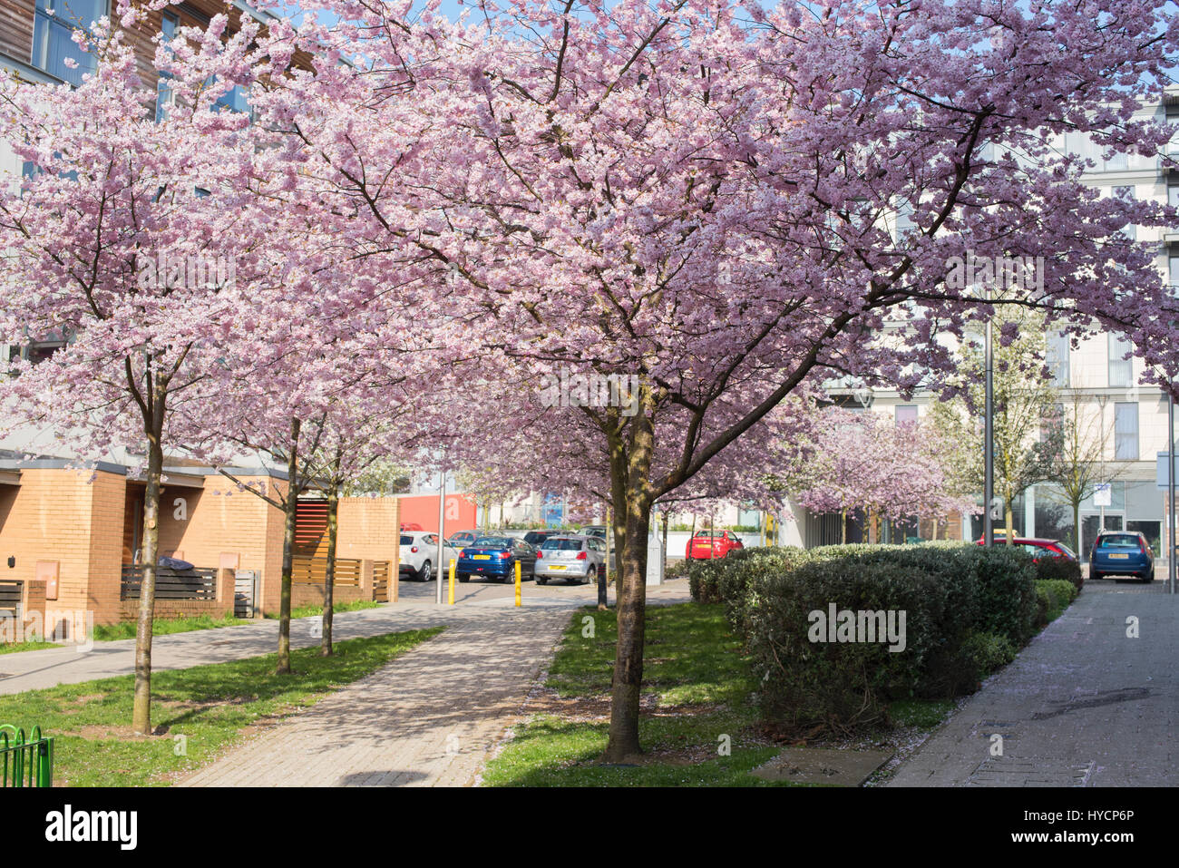 Pink Cherry Blossom Street England Stock Photos Pink Cherry