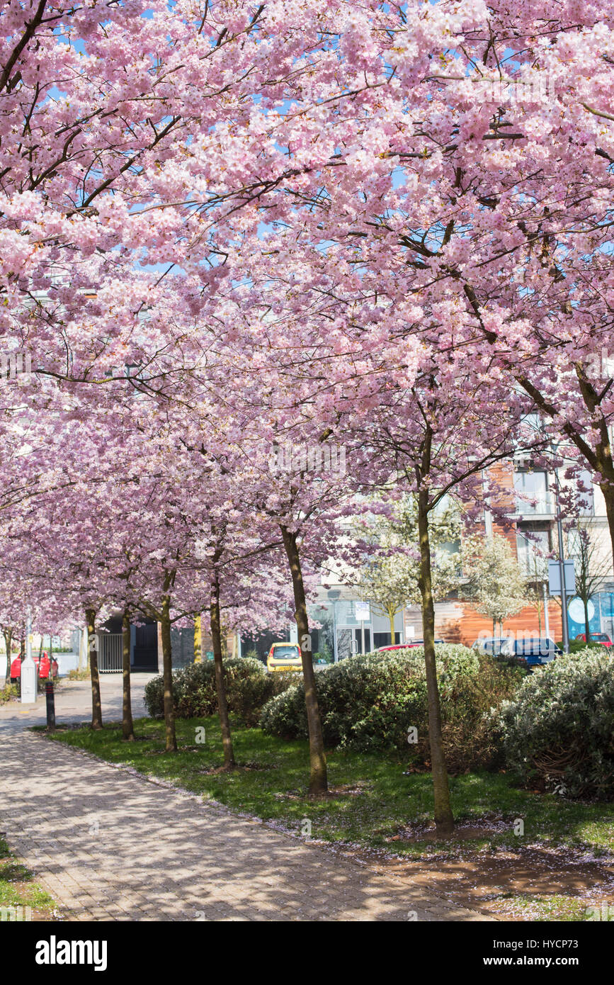 Prunus. Japanese Cherry trees in blossom in late march. Petersfield Green, Milton Keynes, Buckinghamshire, England Stock Photo