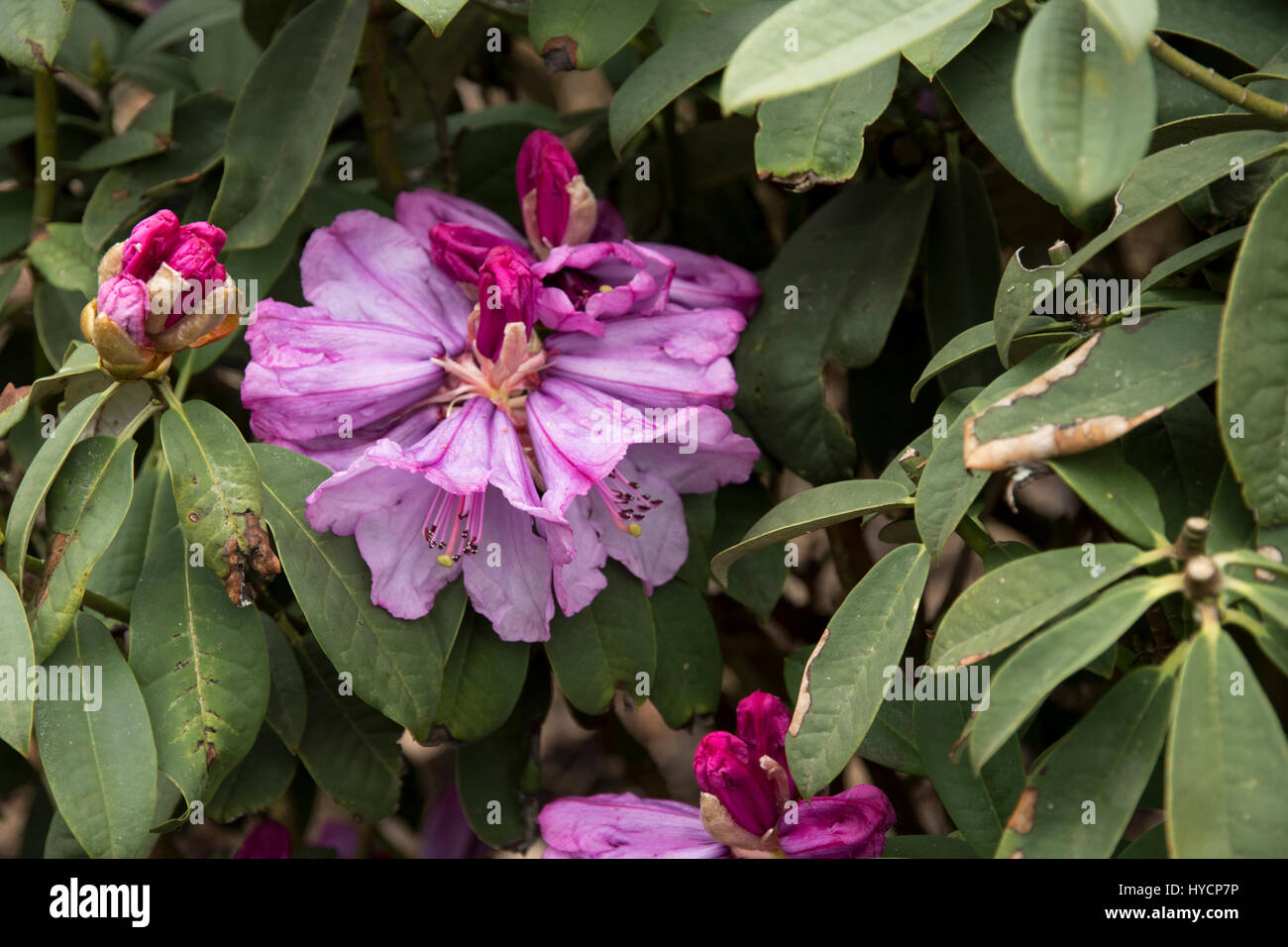 Rhododendron ririei Stock Photo