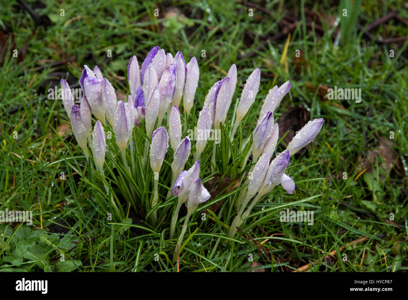 Crocus tommasinianus Stock Photo