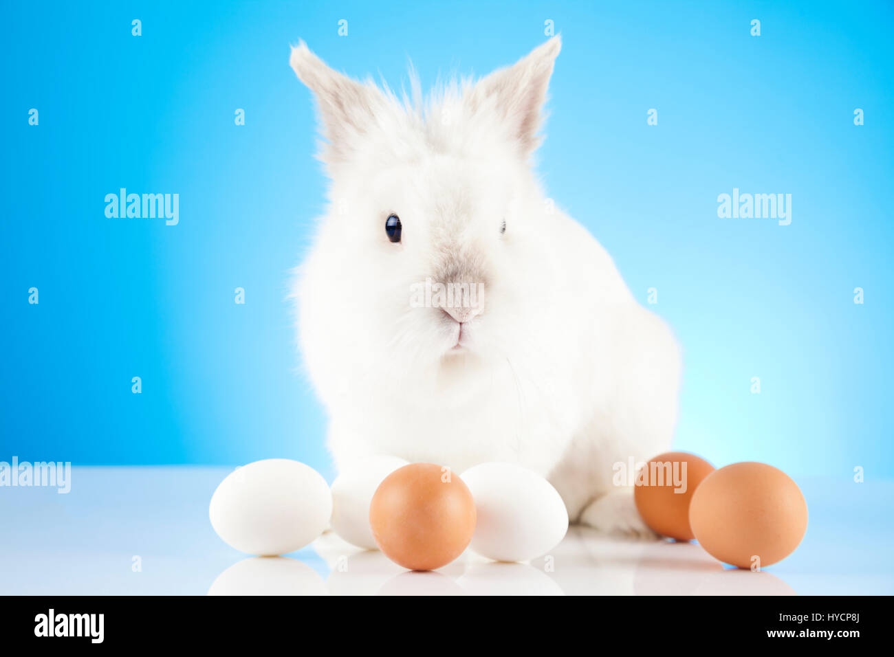 White Easter Bunny sitting in green grass with colored eggs around ...