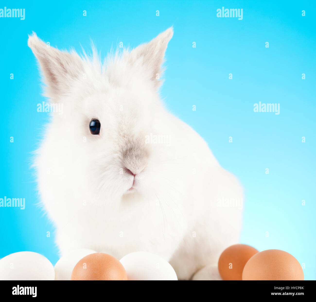 White Easter Bunny sitting in green grass with colored eggs around ...