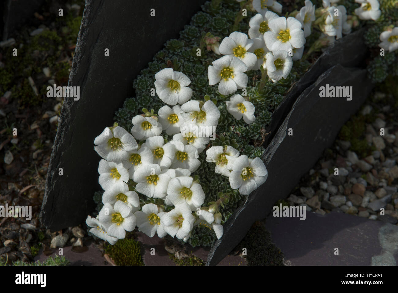 Saxifraga marginata var. rocheliana Stock Photo