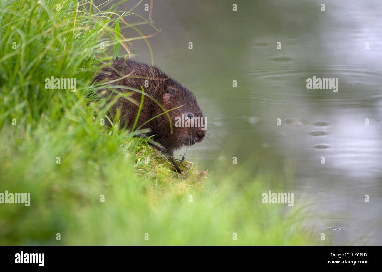 Water Vole, Arvicola terrestris, single adult sitting on river bank. West Sussex, UK. Stock Photo