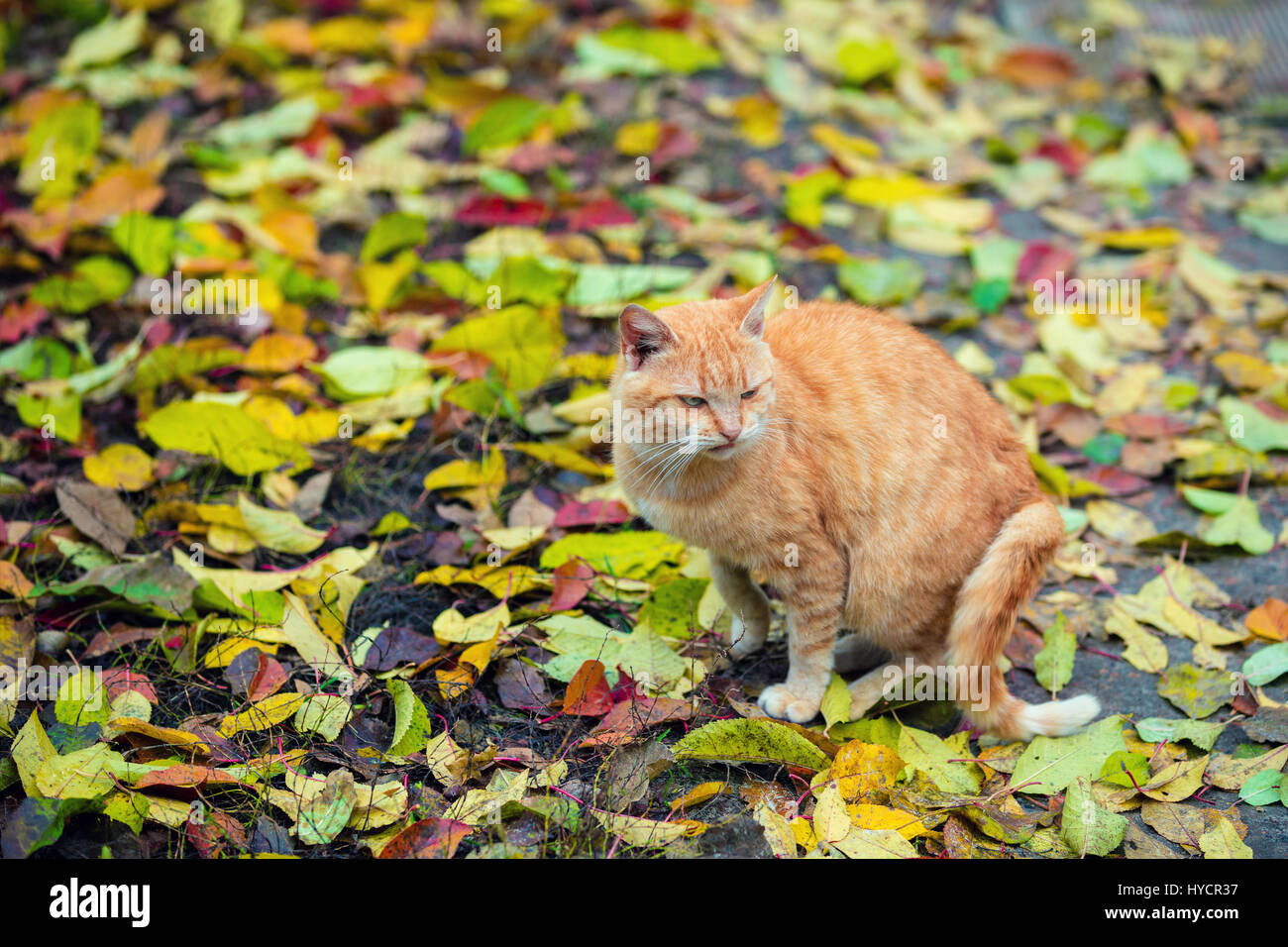 Red cat sitting on the fallen leaves Stock Photo - Alamy