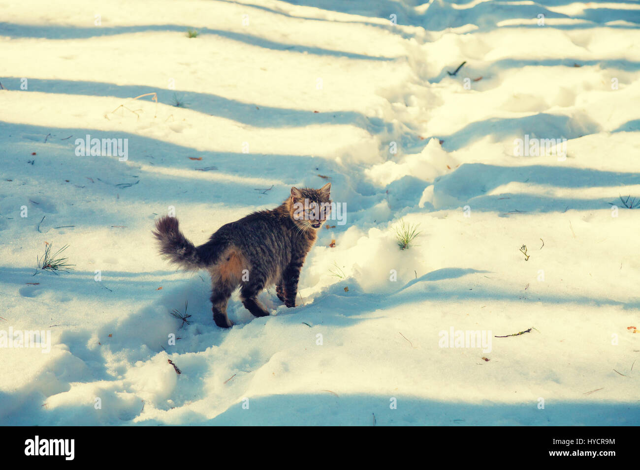 Siberian cat walking in the snow Stock Photo - Alamy