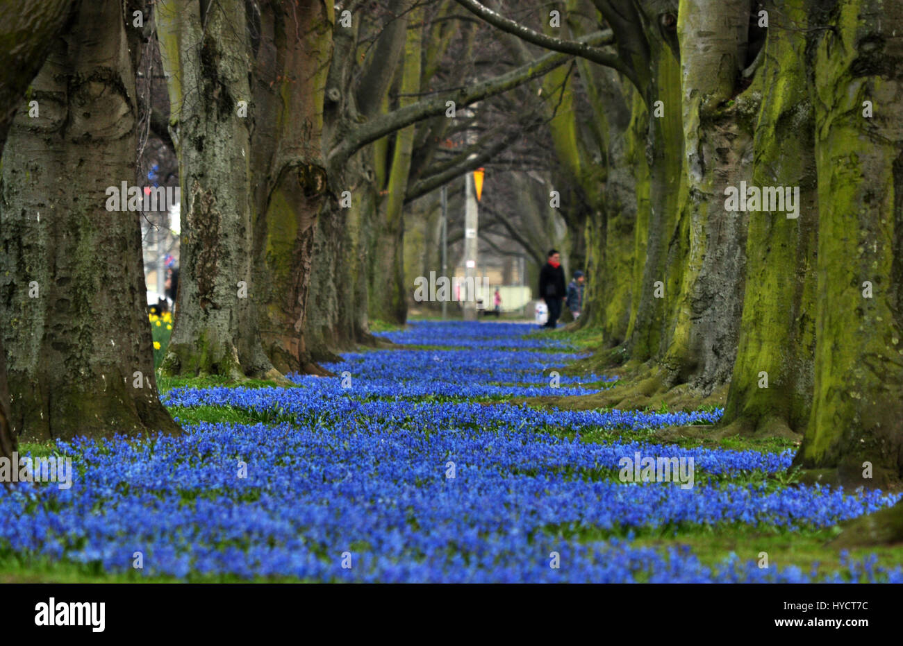 Blue snowdrops carpet in the spring alley in Gdynia, Poland Stock Photo