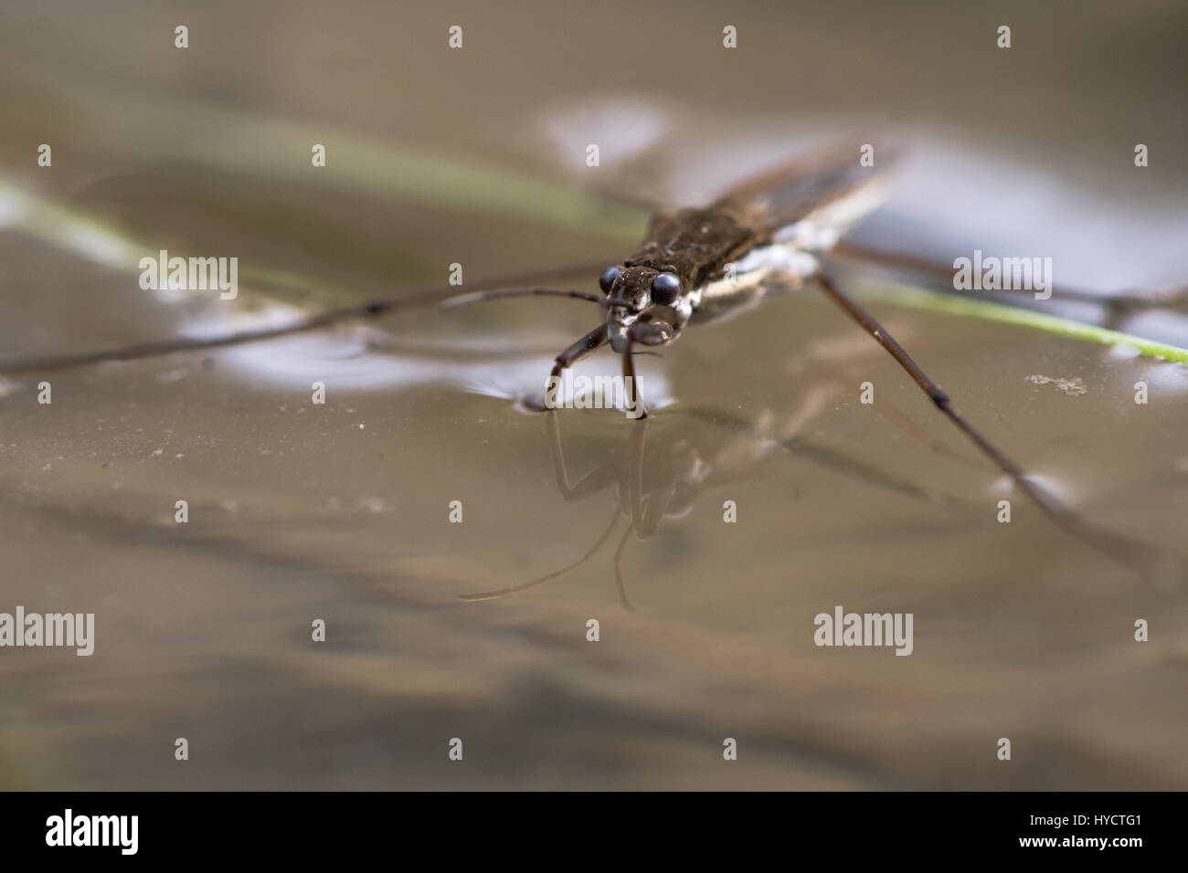 Aquatic insect uk hires stock photography and images Alamy