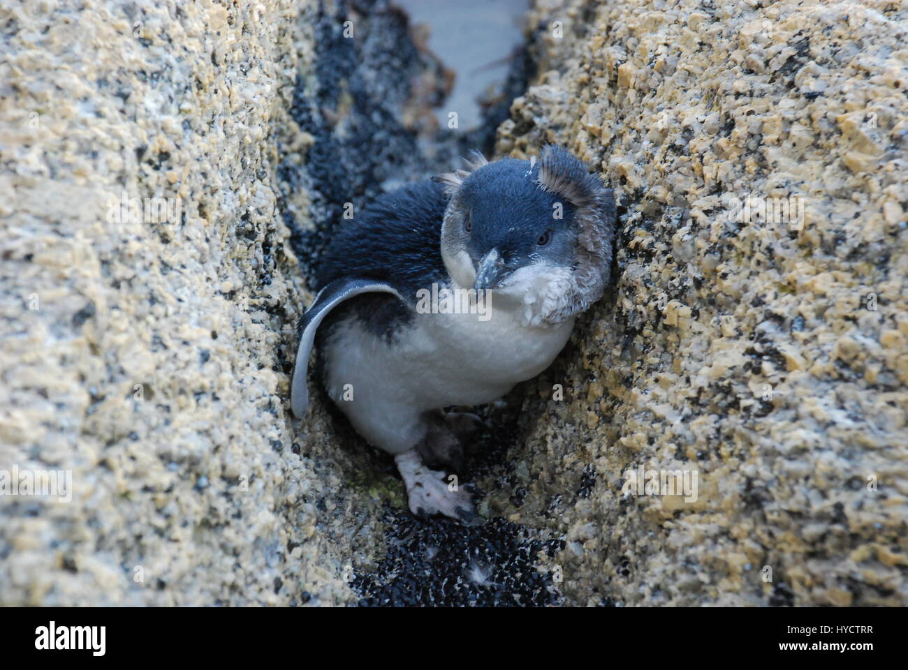Little penguins, Tasmania Stock Photo Alamy