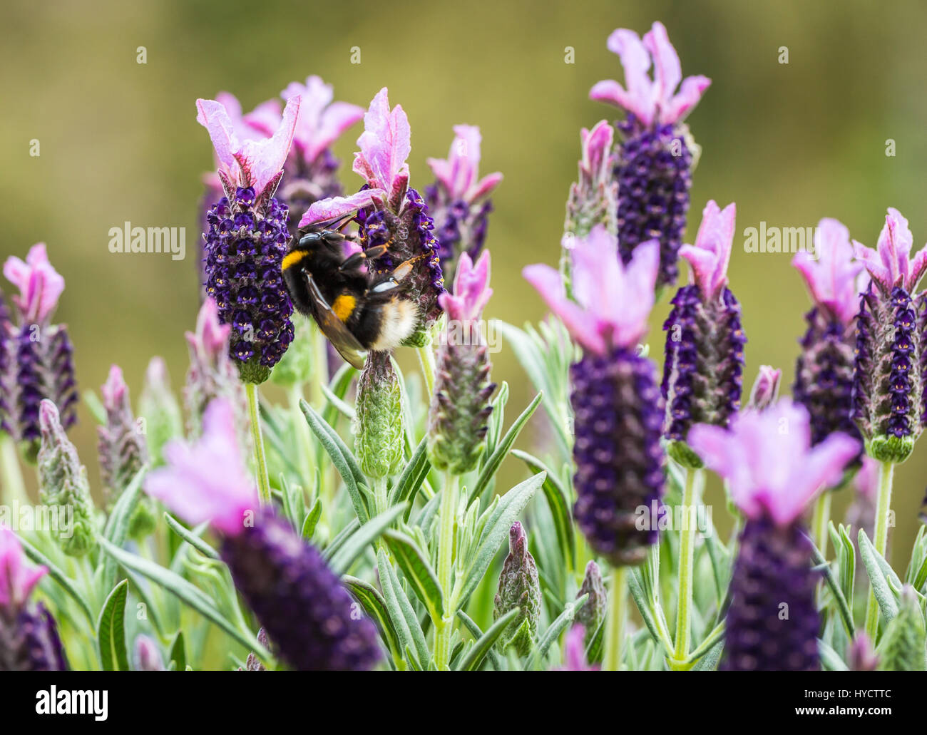 Bumblebee bombus on lavender field hi-res stock photography and images ...