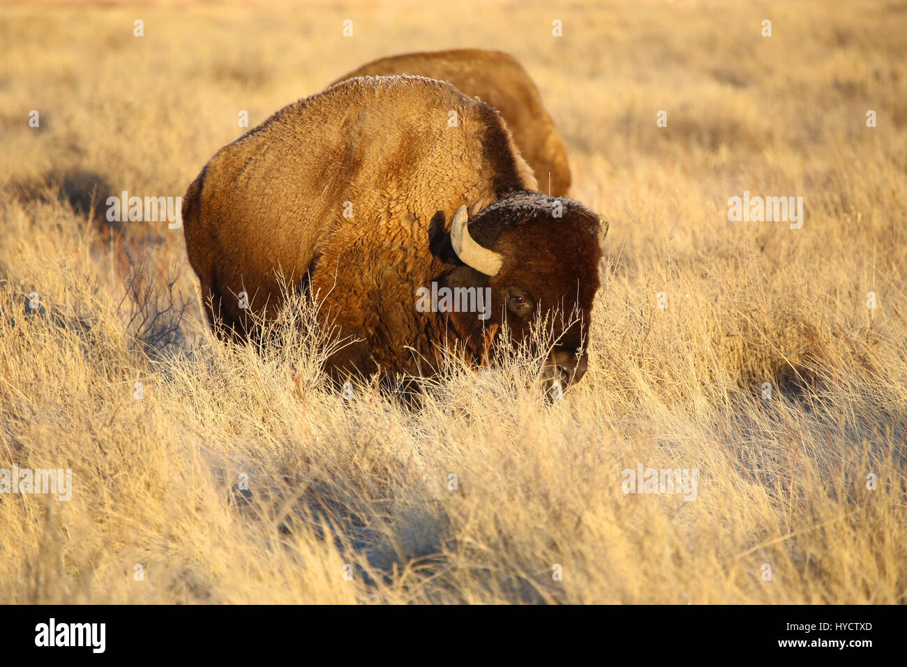 Wild bison on great plains Stock Photo Alamy