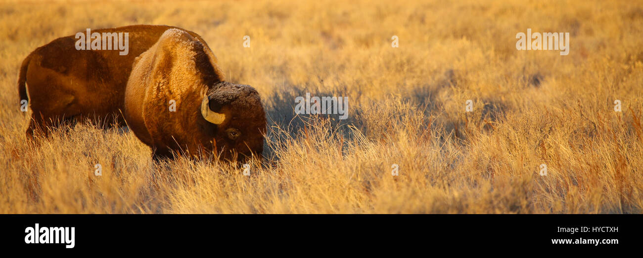 Wild bison on great plains Stock Photo Alamy