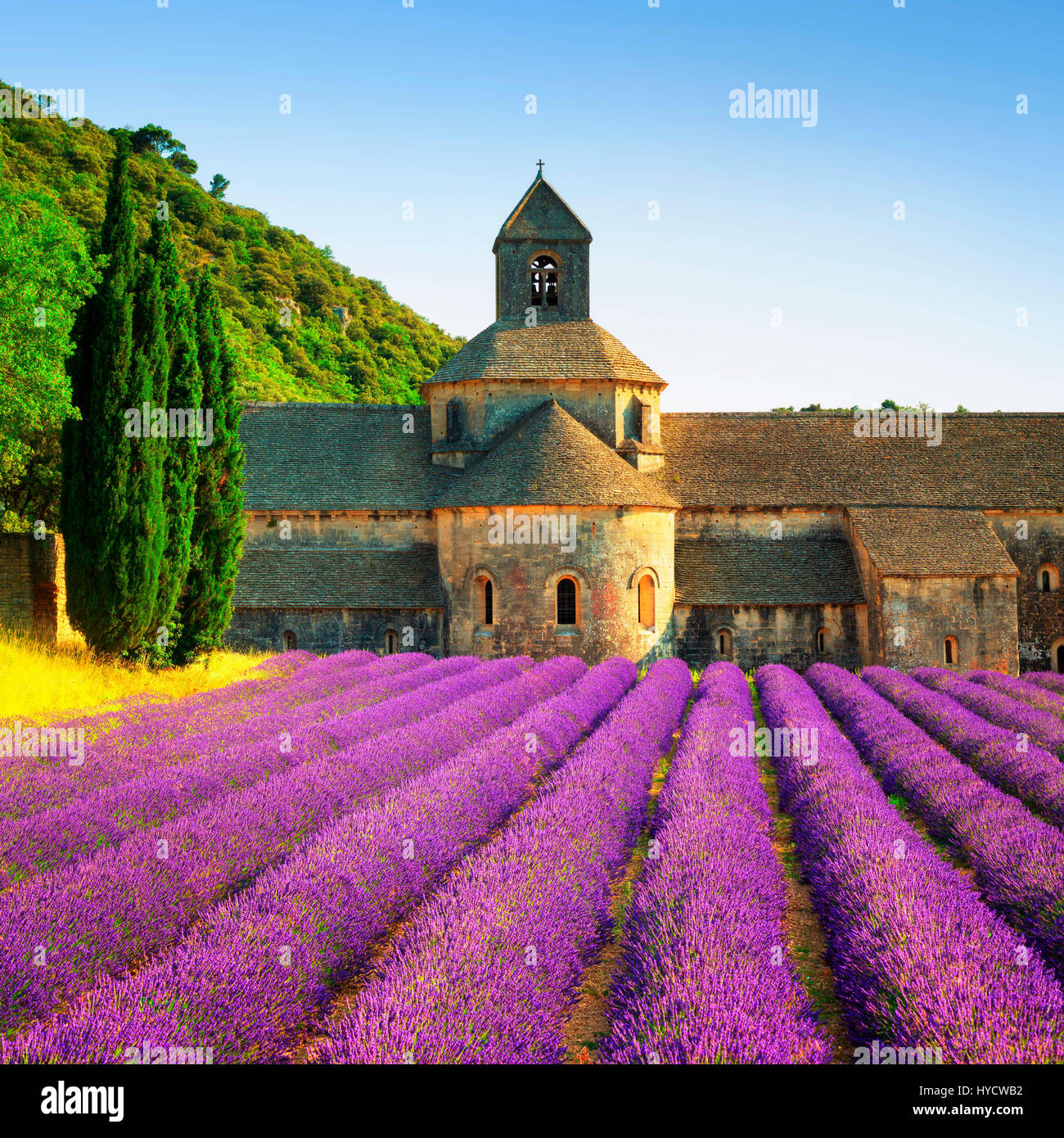 Abbey of Senanque and blooming rows lavender flowers on sunset. Gordes, Luberon, Vaucluse, Provence, France, Europe. Stock Photo