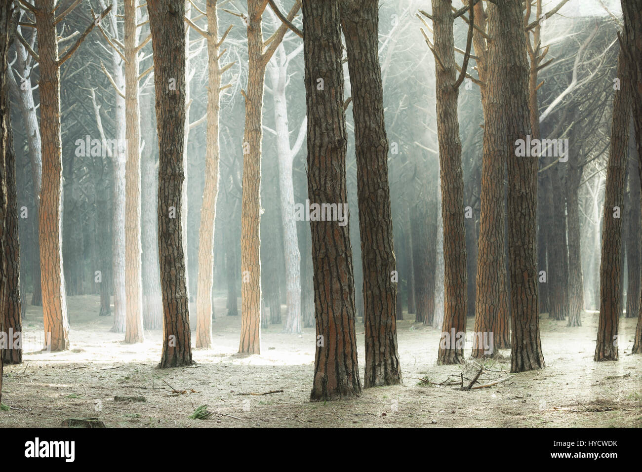 Maritime Pine tree forest and rays of light, Maremma, Tuscany, Italy. Stock Photo