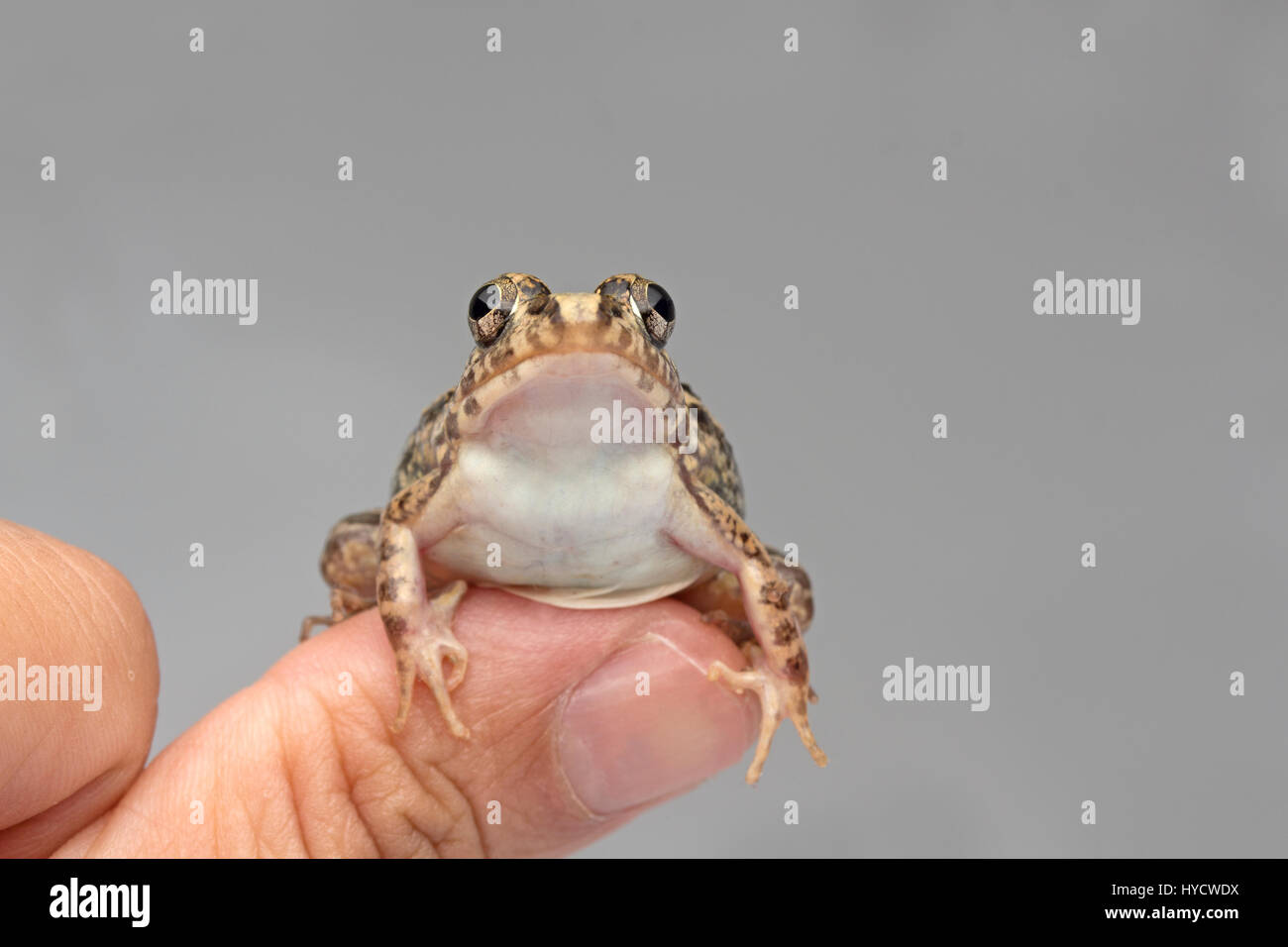 Common Grass Frog Stock Photo