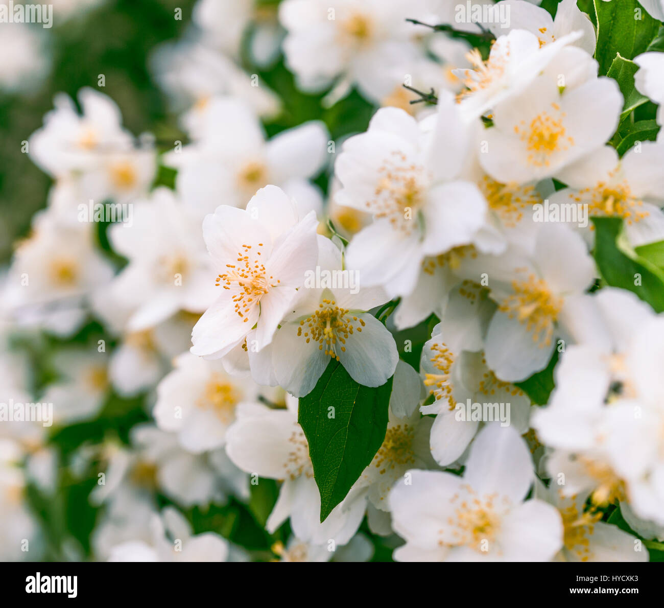 Branch of beautiful jasmine flowers blooming in spring Stock Photo Alamy