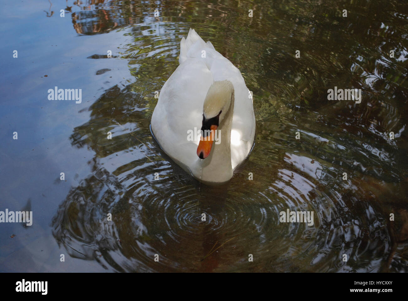 White swan is swimming in the pond Stock Photo - Alamy