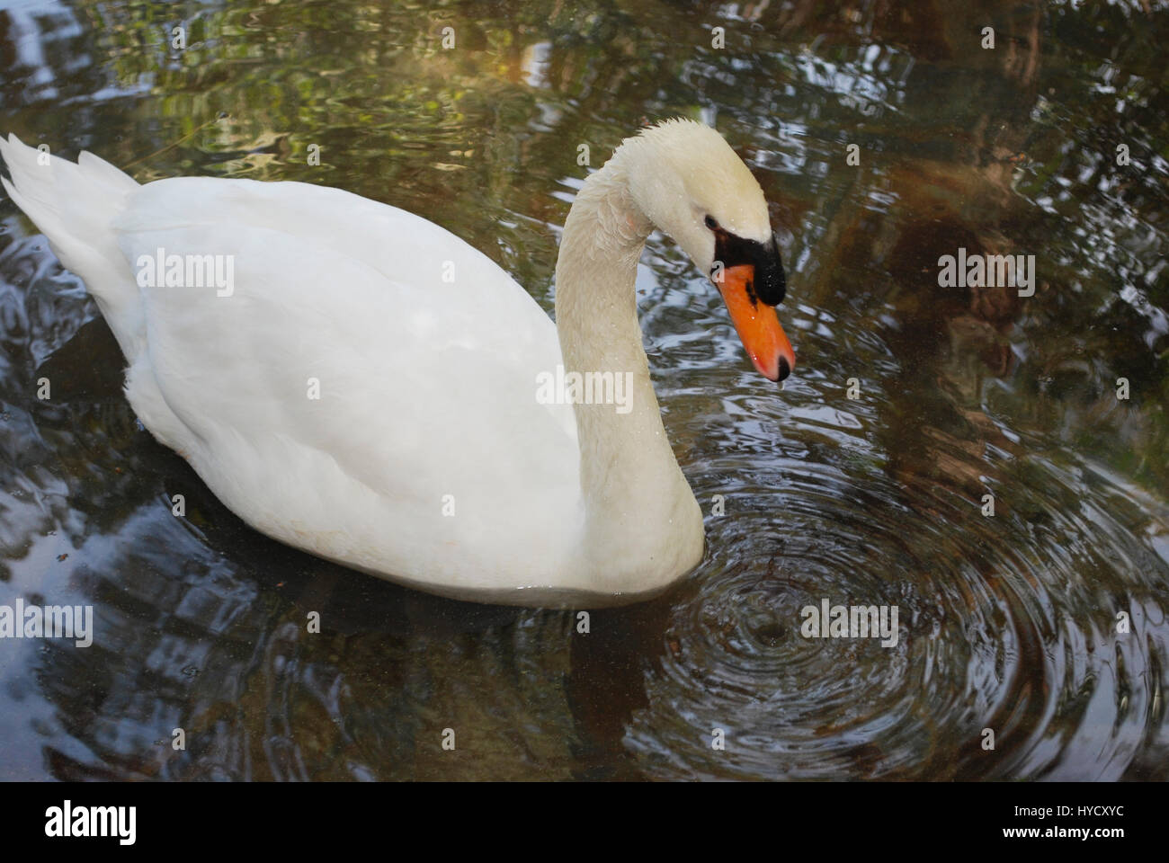 White swan is swimming in the pond Stock Photo - Alamy