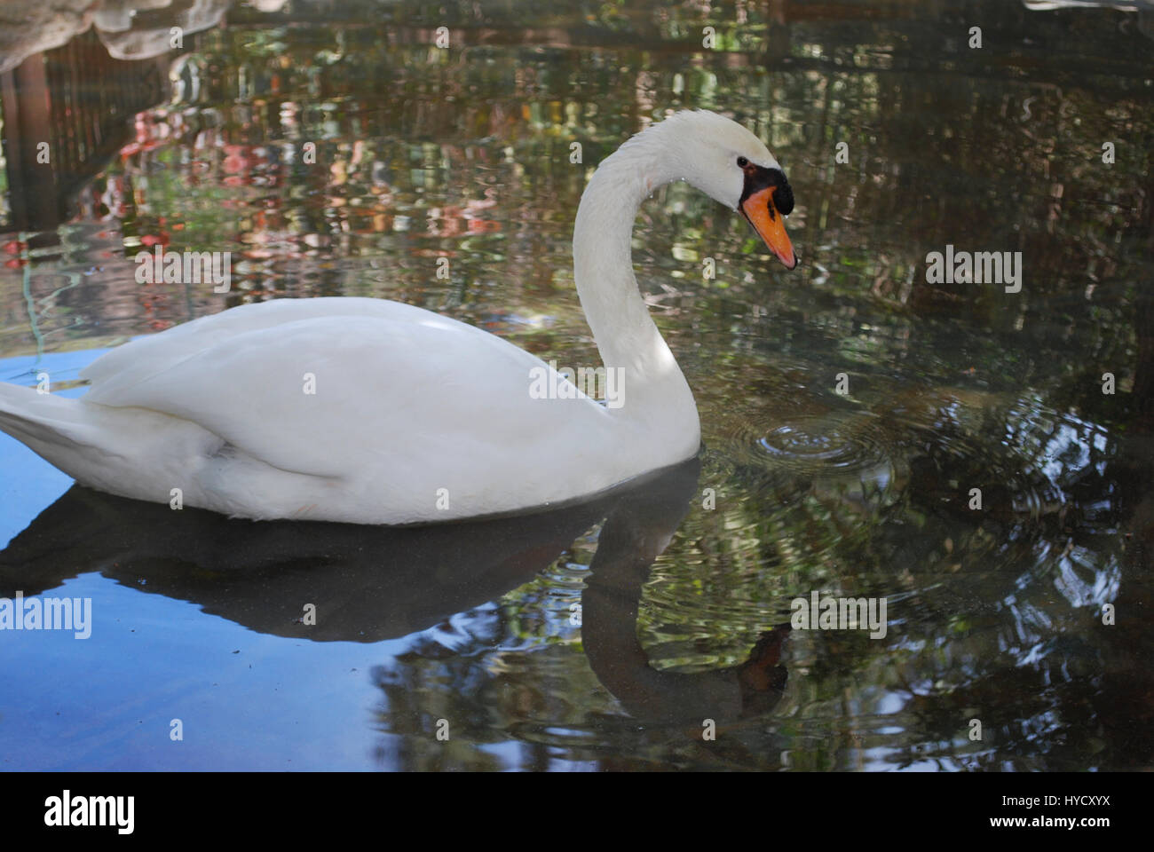 White swan is swimming in the pond Stock Photo - Alamy
