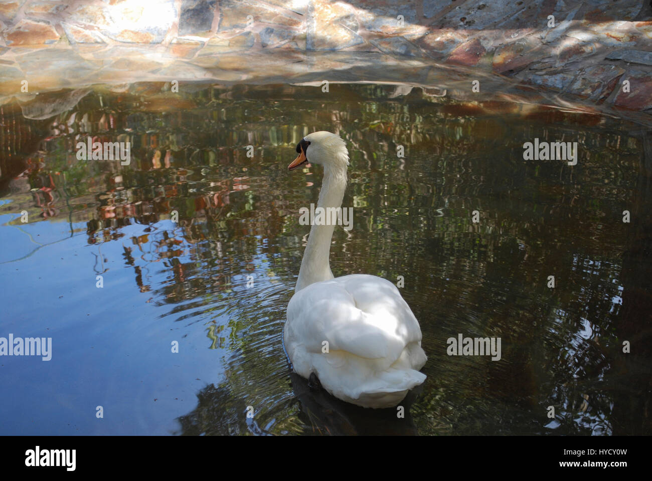 White swan is swimming in the pond Stock Photo - Alamy