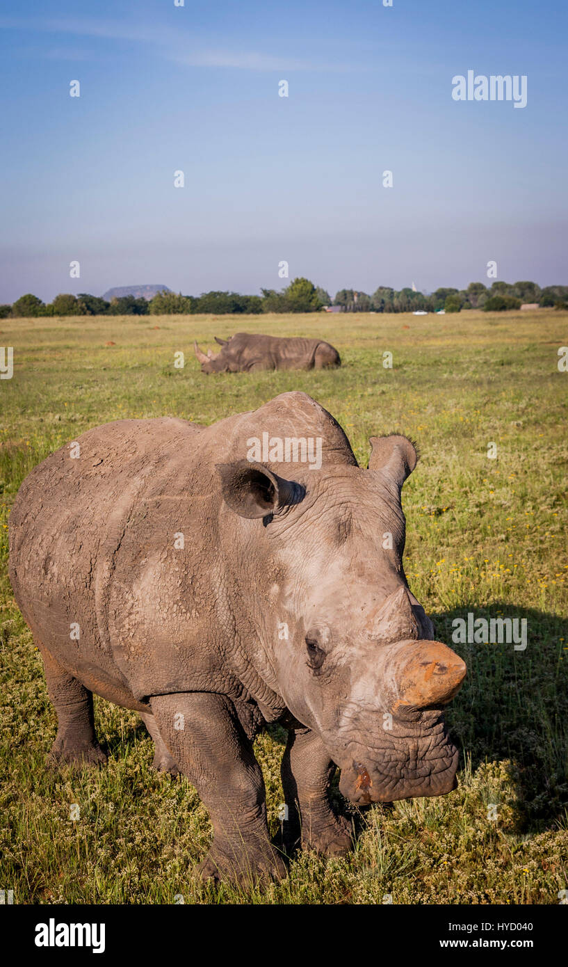 White rhino in South-Africa Stock Photo