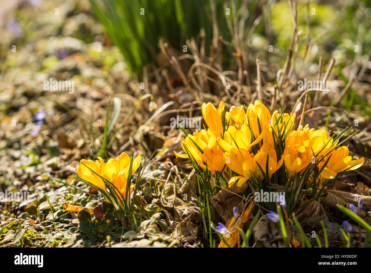Yellow crocuses growing up in small bunches and is one of the first ...