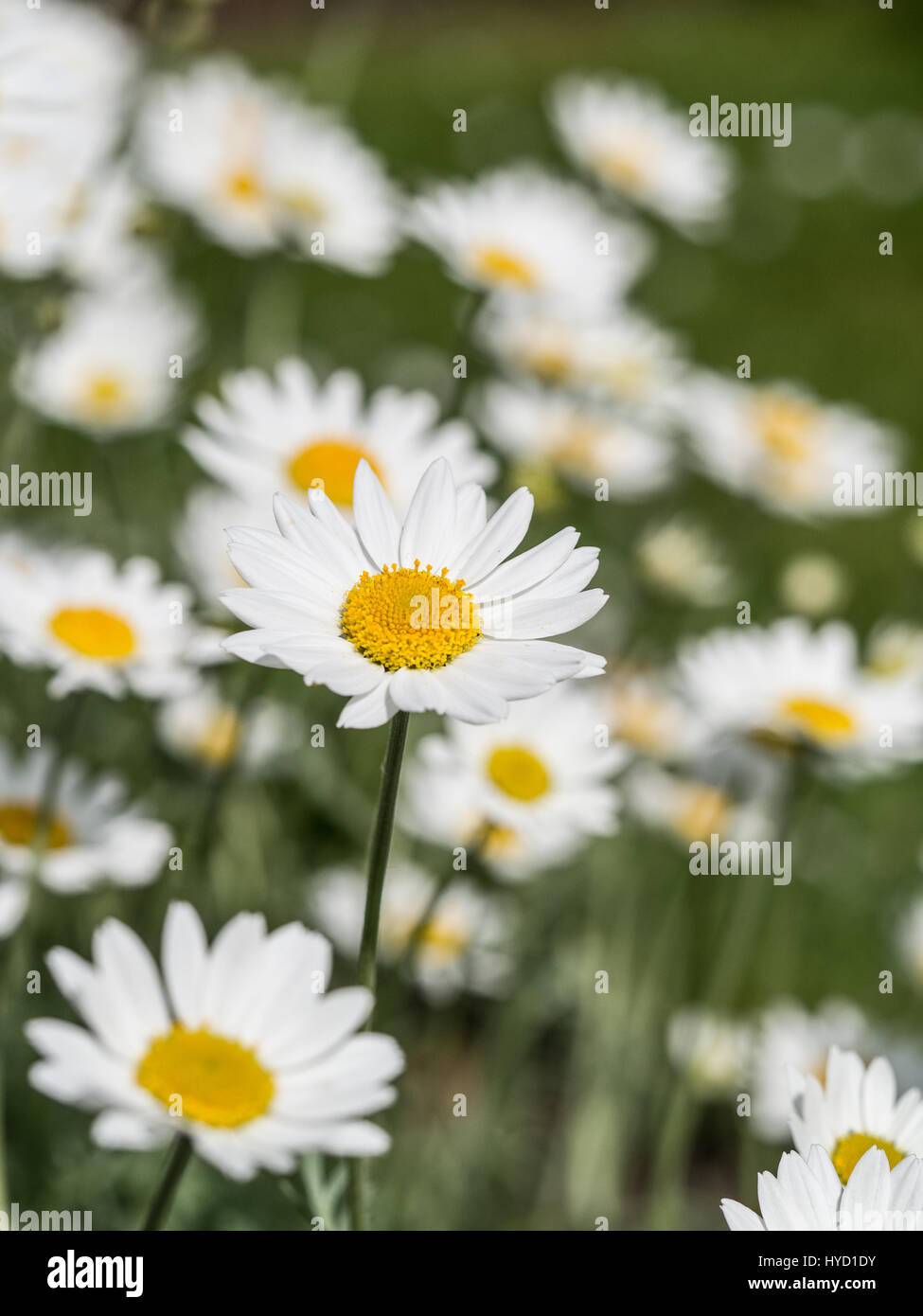 Close up of a single Anthemis punctata cupaniana flower Stock Photo
