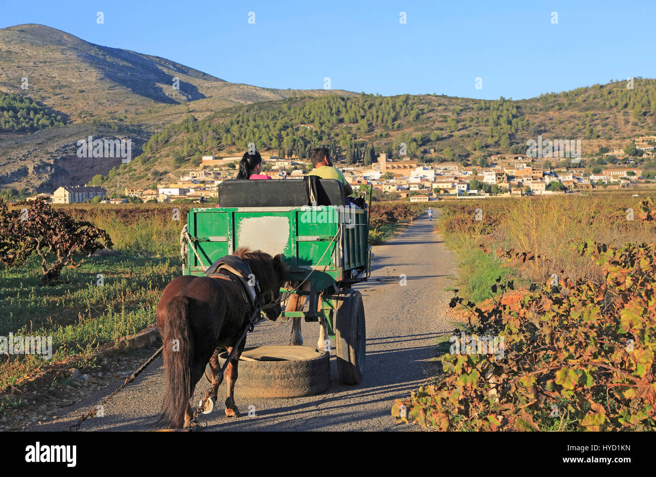 Gypsy horse and cart on road through grapevines near village of Lliber