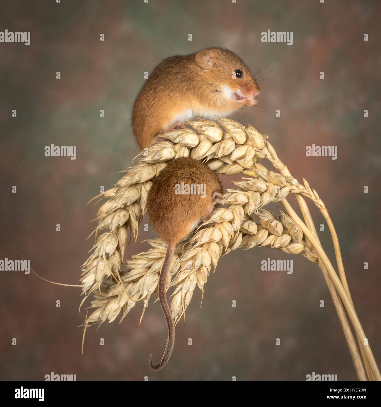 Harvest Mice Stock Photo