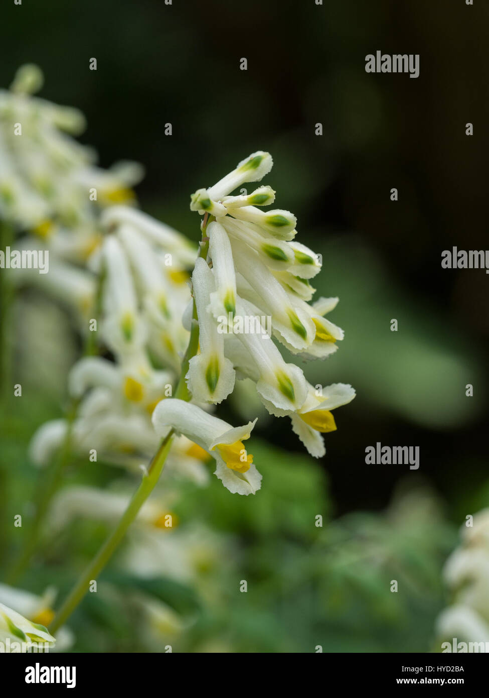 Close up of a Corydalis ochroleuca flower spike Stock Photo
