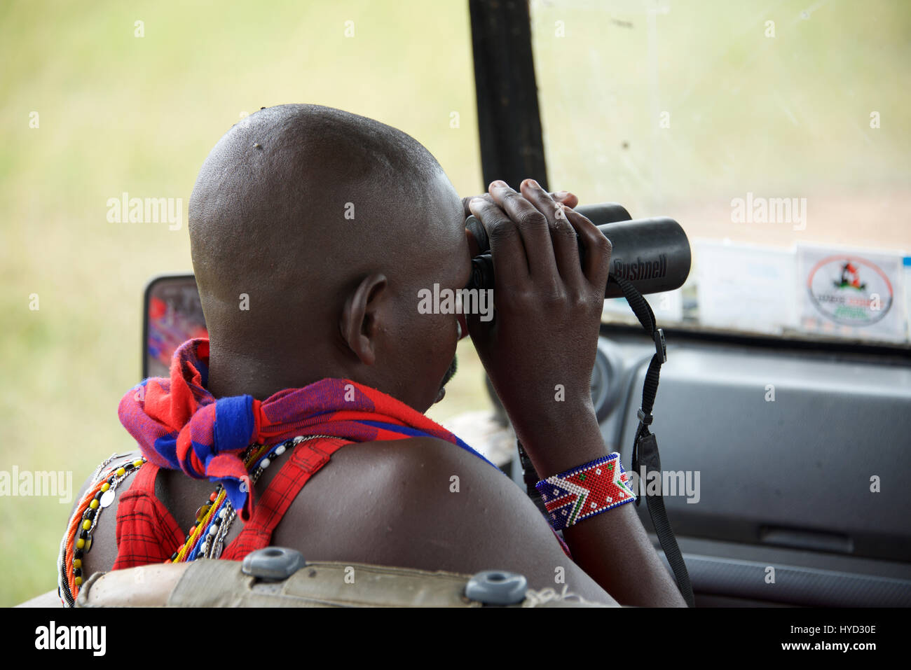 Maasai Warrior Spotter using binoculars from a Safari Vehicle, Olare Orok Conservancy, Maasai Mara, Kenya Stock Photo