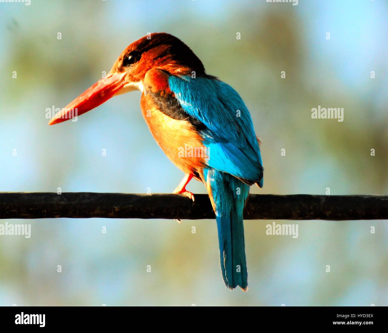 Kingfisher looking for Prey Stock Photo