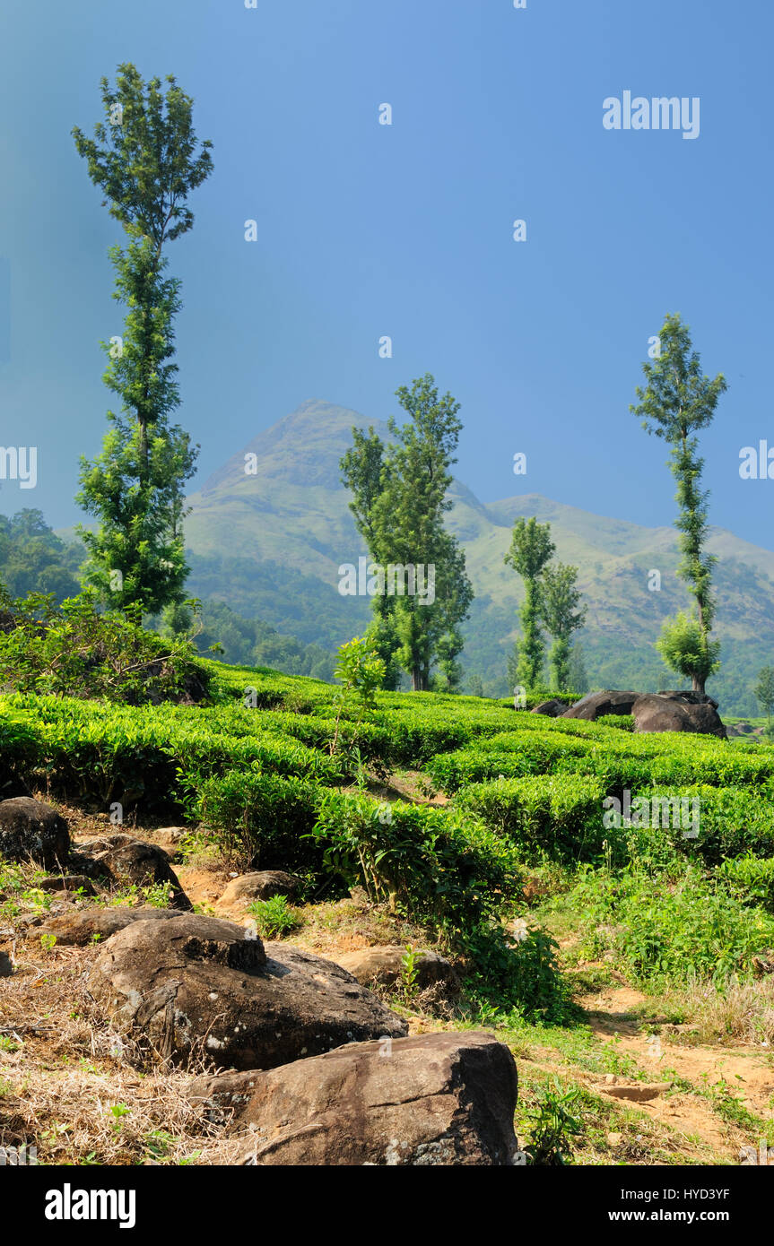 Tea Plantation in the estate in Kerala, India Stock Photo Alamy