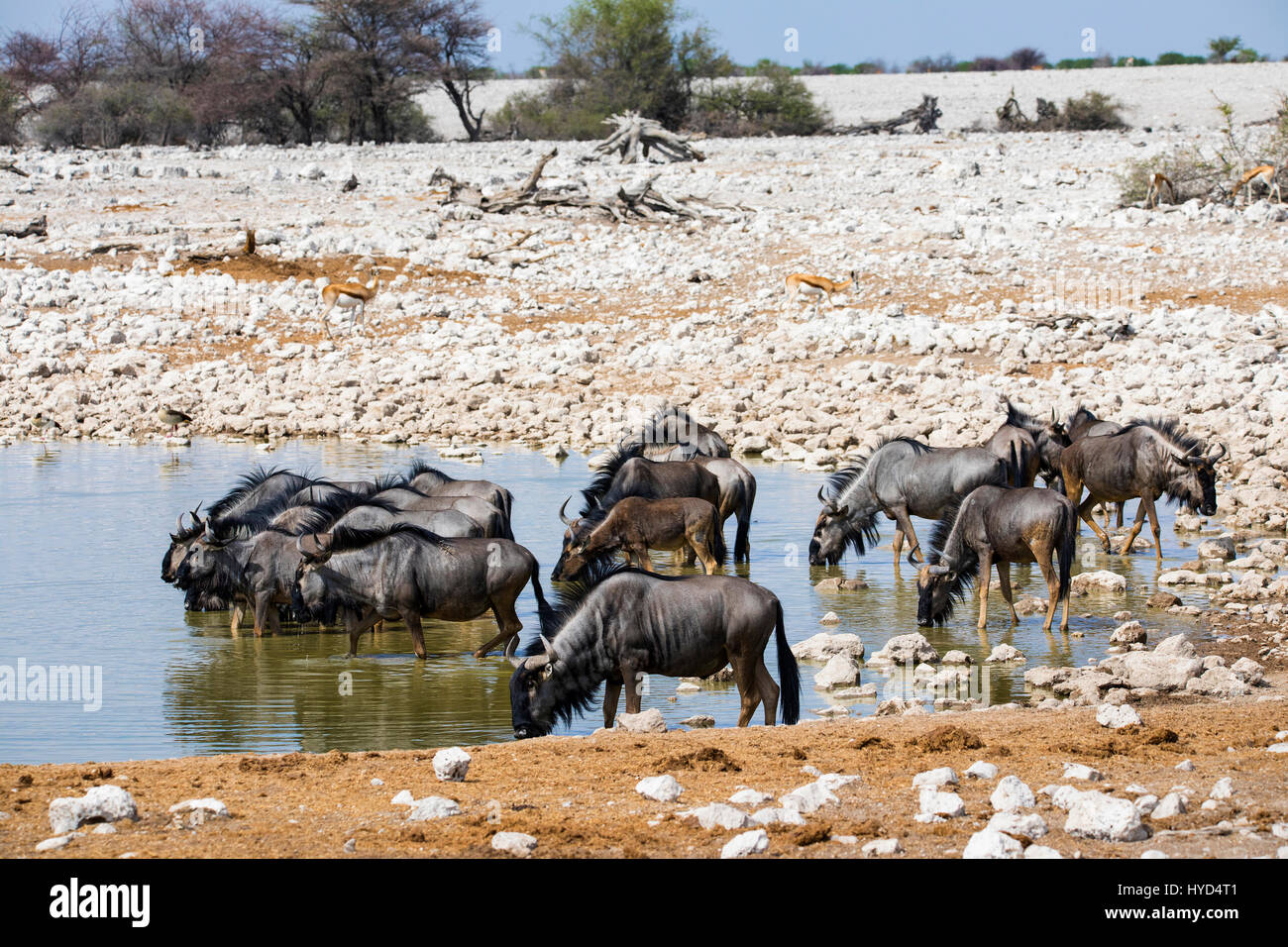 Common Wildebeest, Connochaetes taurinus, Okaukuejo Waterhole, Etosha National Park, Namibia, Africa, by Monika Hrdinova/Dembinsky Photo Assoc Stock Photo