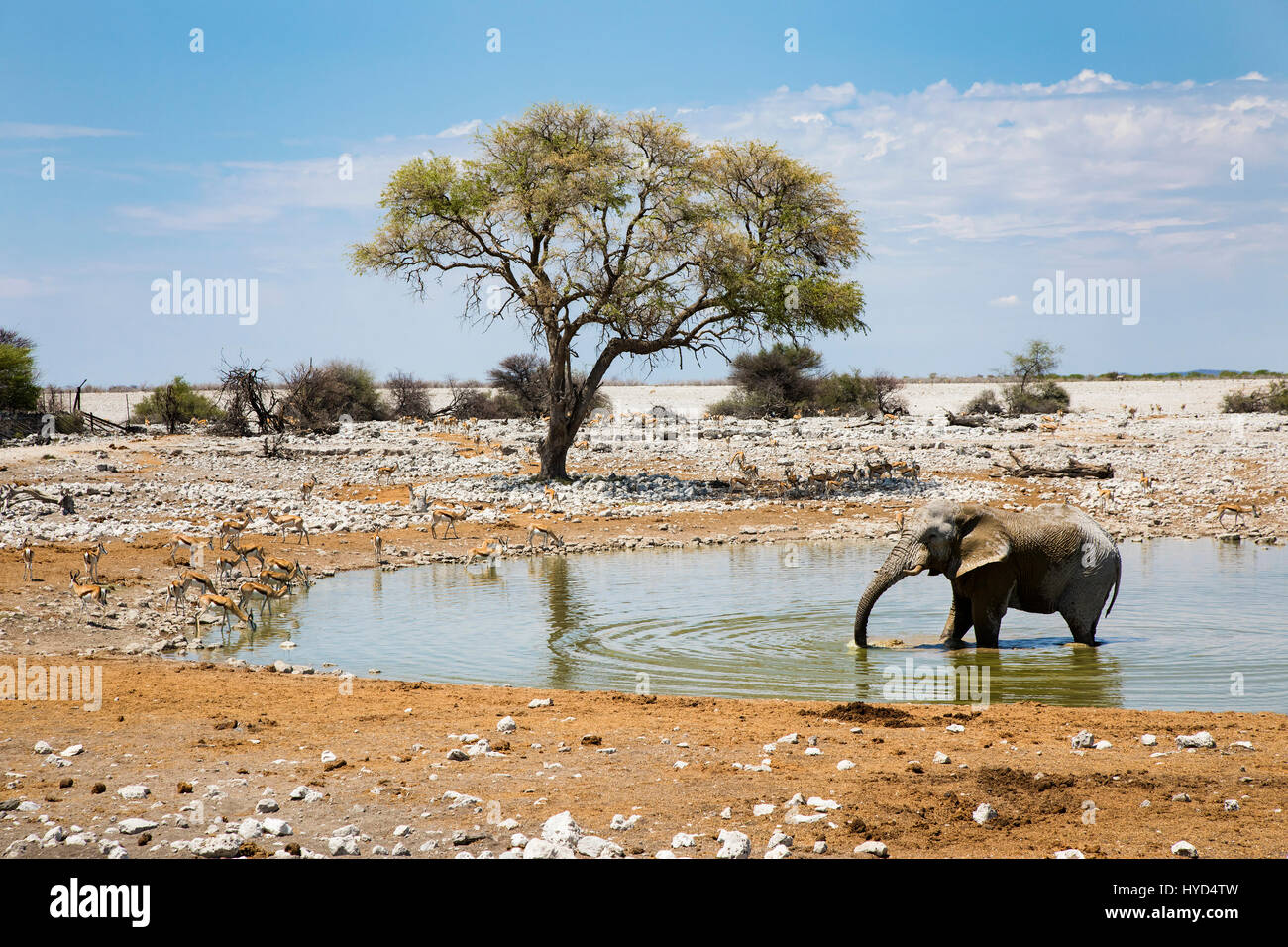 Springbok (Antidorcas marsupialis) & African Elephant  Okaukuejo Waterhole, Etosha NP, Namibia, by Monika Hrdinova/Dembinsky Photo Assoc Stock Photo