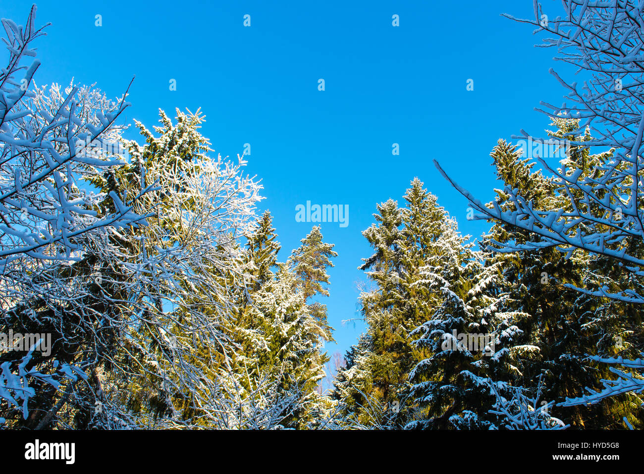 snowy winter trees on bright blue sky background Stock Photo - Alamy